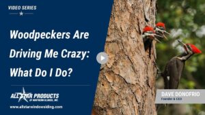 woodpeckers pecking